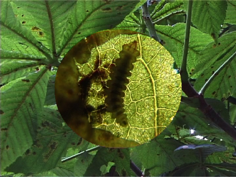 Rosskastanienminiermotte (Cameraria ohridella) - Larve in offener Mine