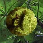 Rosskastanienminiermotte (Cameraria ohridella) - Larve in offener Mine