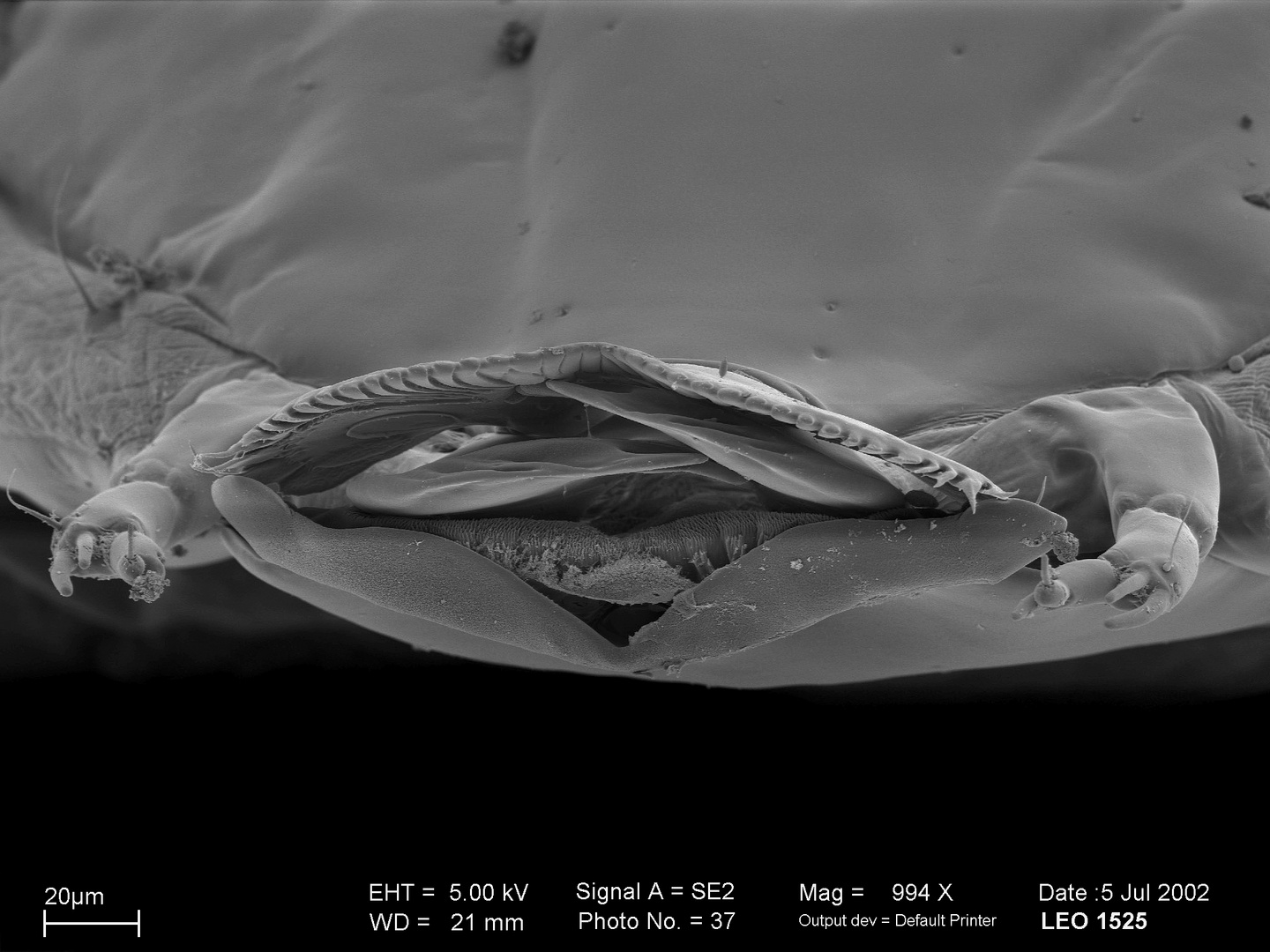 Rosskastanienminiermotte (Cameraria ohridella) - Vorderende einer Larve