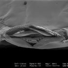 Rosskastanienminiermotte (Cameraria ohridella) - Vorderende einer Larve