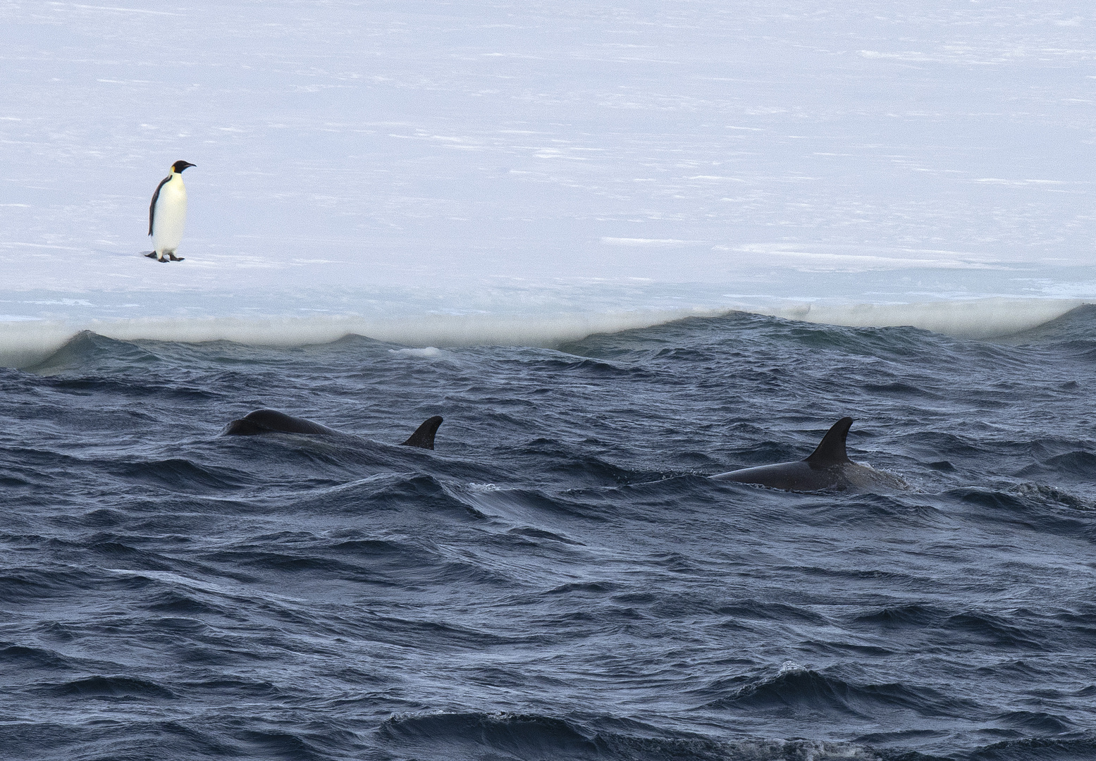 Rossmeer - Kaiserpinguin beobachtet Orcas