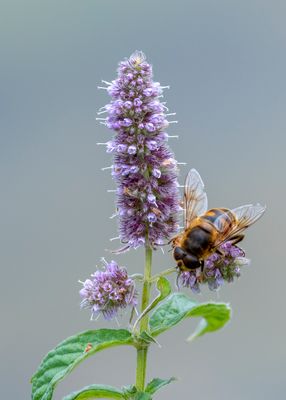 Rossminze (Mentha longifolia)...