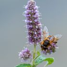 Rossminze (Mentha longifolia)...