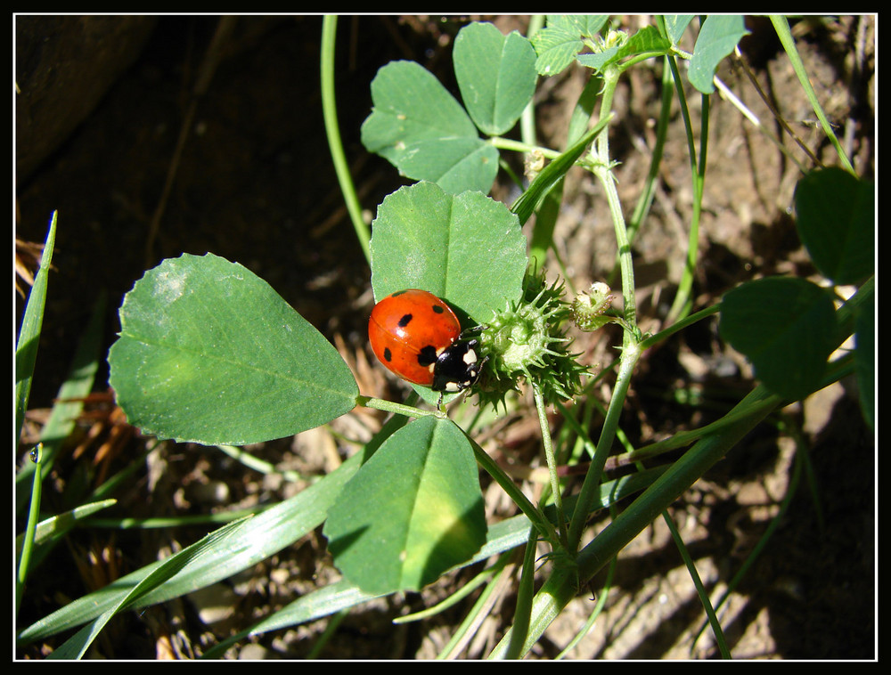 rosso