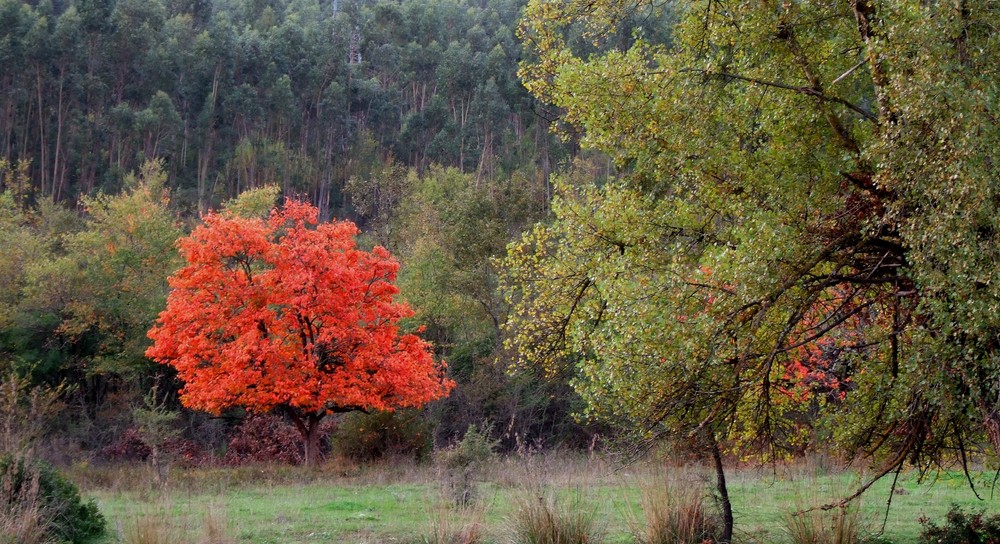 Rosso, all'improvviso.