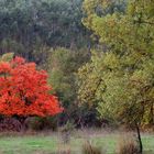 Rosso, all'improvviso.