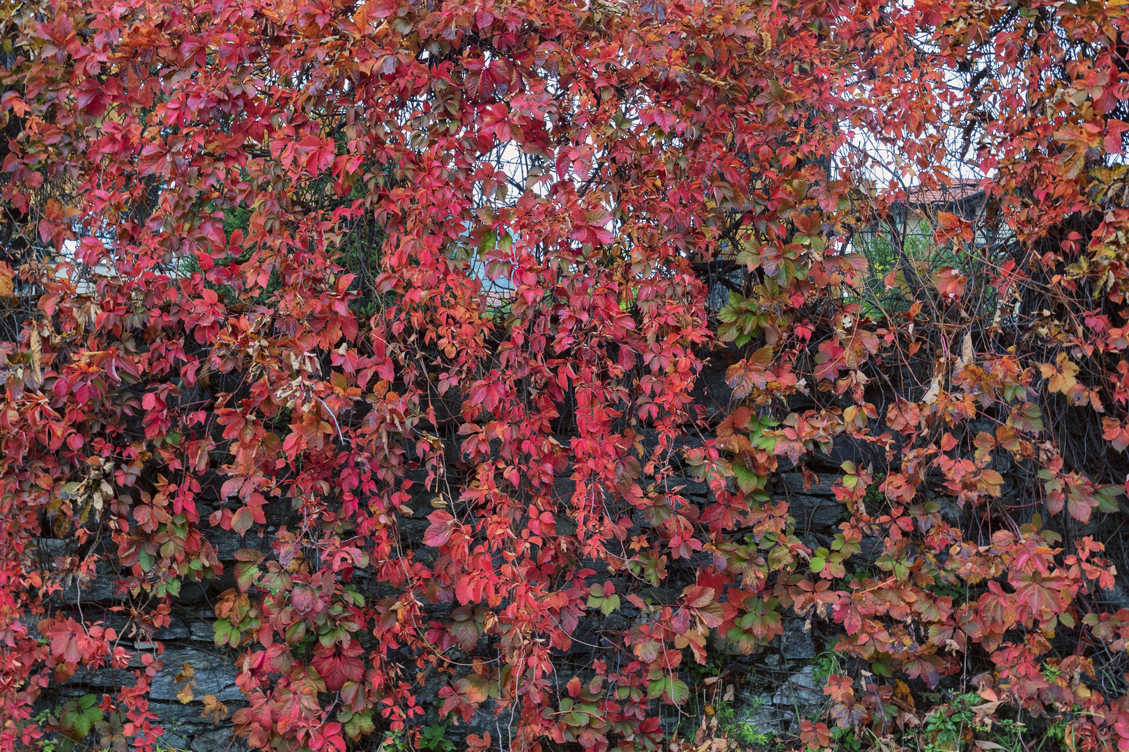 Rosso autunnale