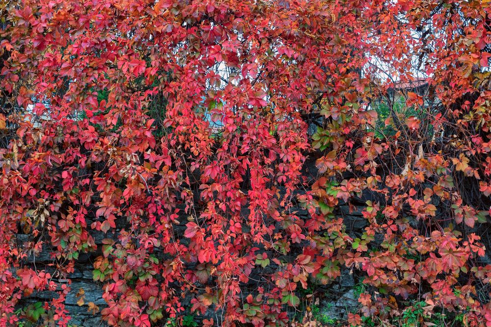 Rosso autunnale