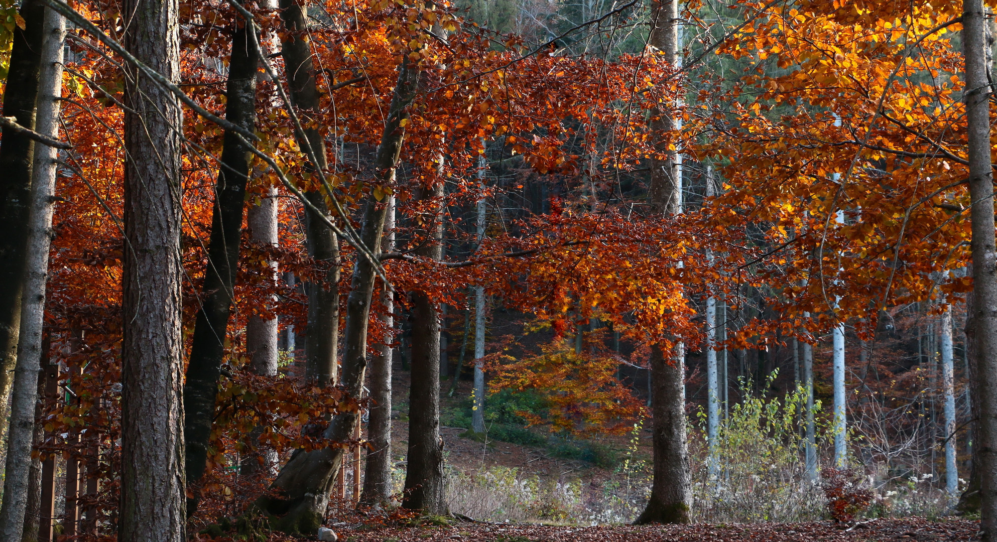 Rosso autunnale