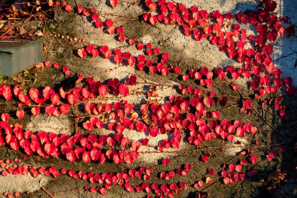 Rosso autunnale