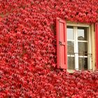 Rosso autunno