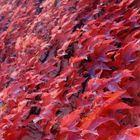 Rosso autunno