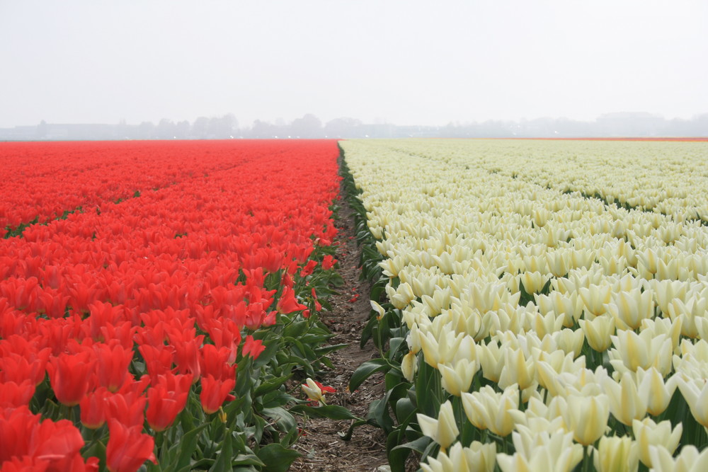 ROSSO & BIANCO