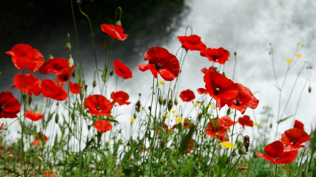 Rosso come un papavero