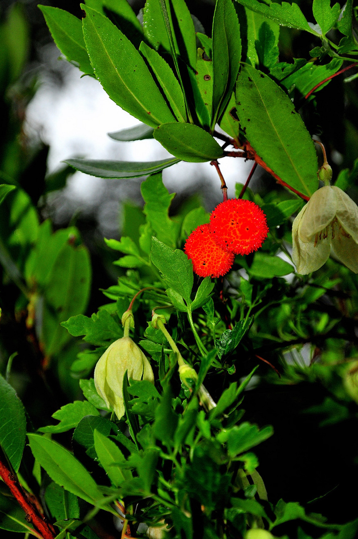 Rosso corbezzolo