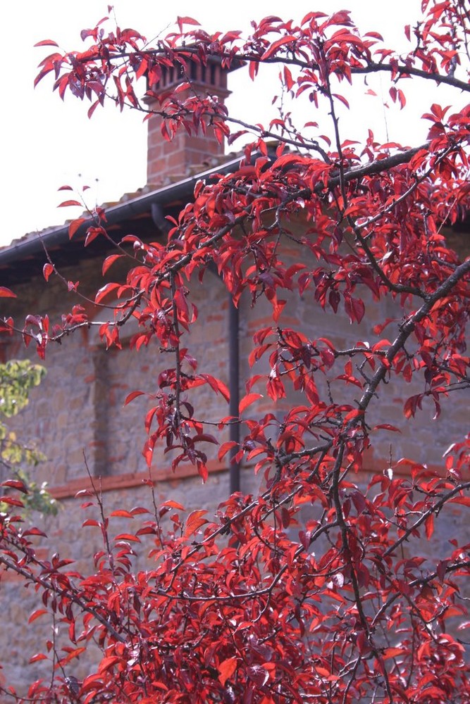 Rosso d'autunno