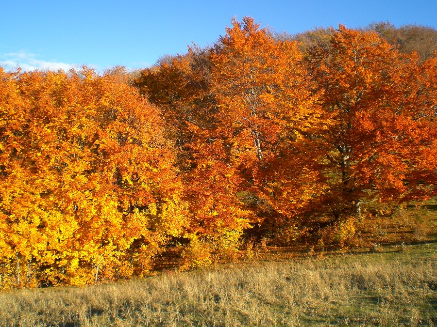 rosso d'autunno