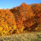 rosso d'autunno