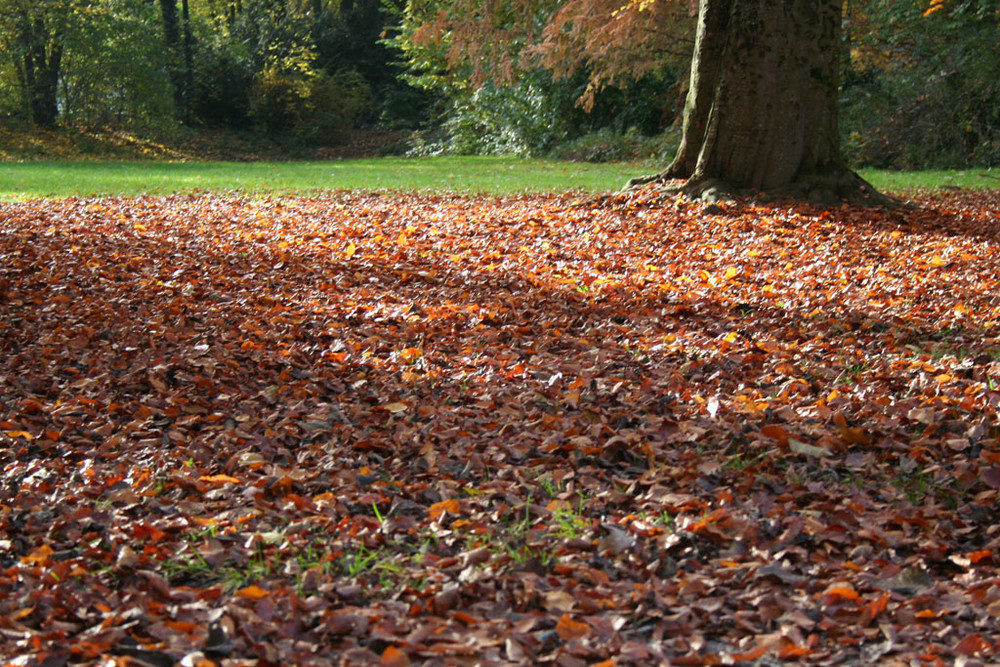 Rosso d'autunno