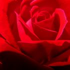 Rosso della Rosa