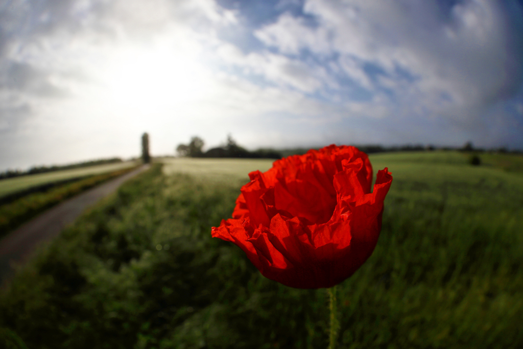 rosso-di-maggio