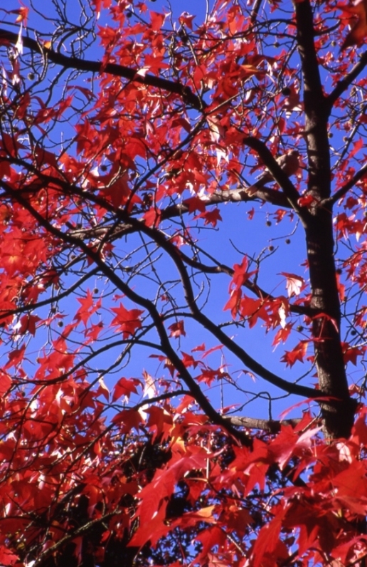 rosso e azzurro