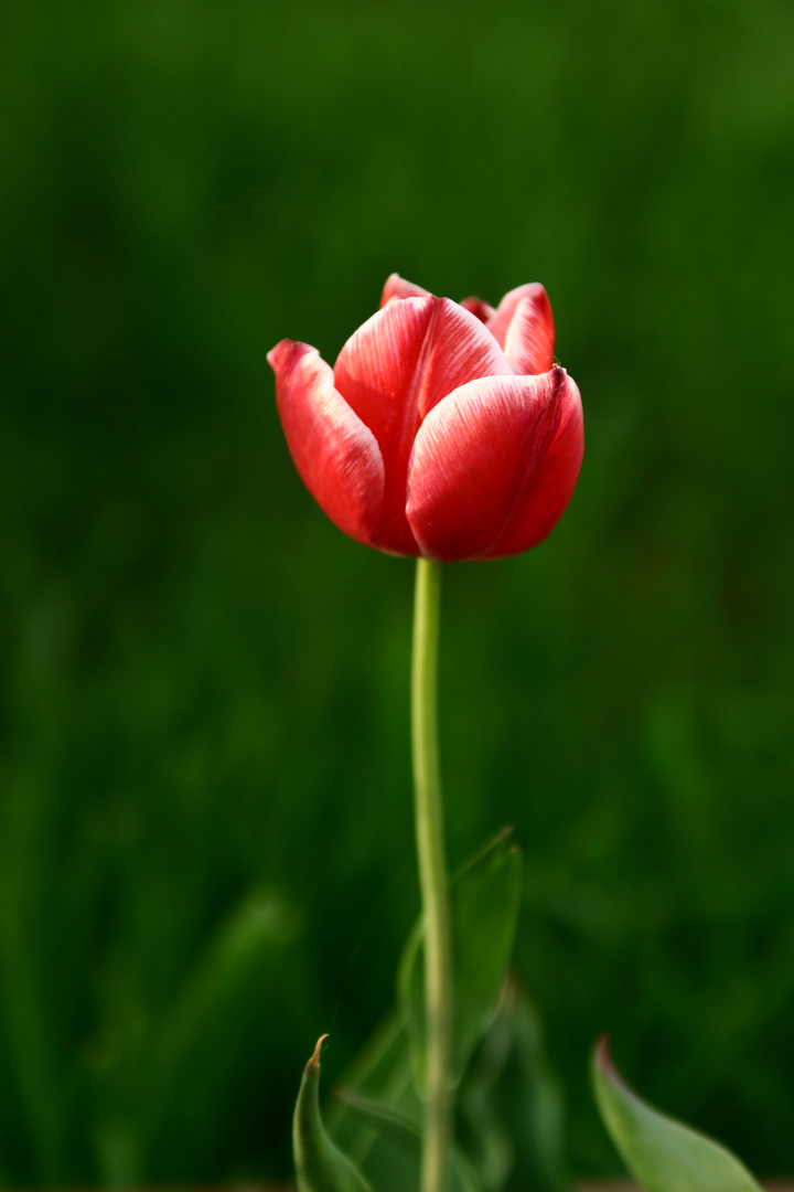 rosso e bianco