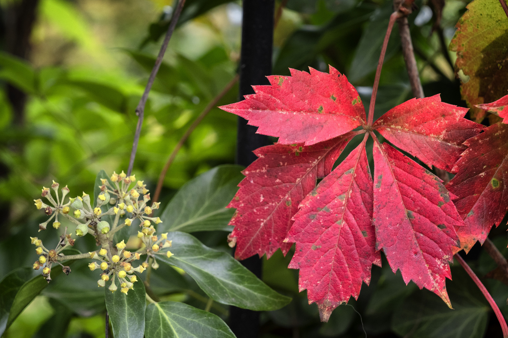 Rosso e verde