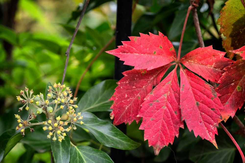 Rosso e verde