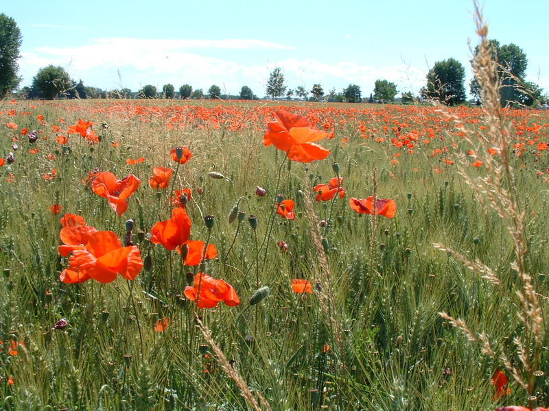 rosso e verde