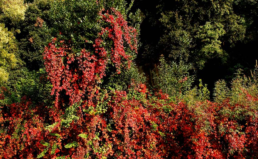 rosso e verde