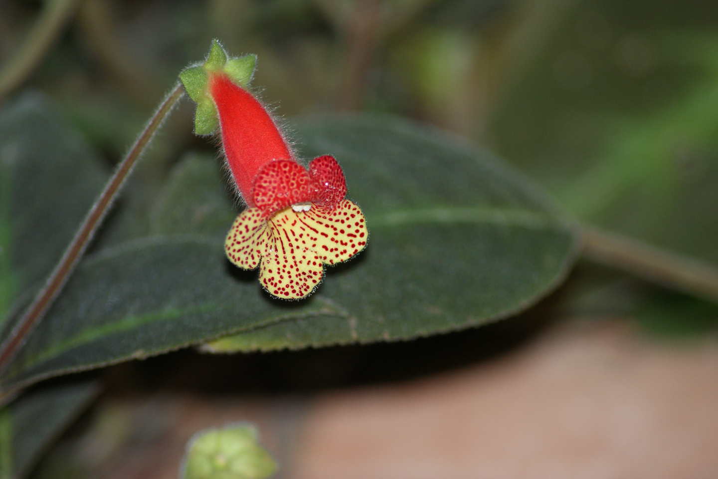 rosso fiore