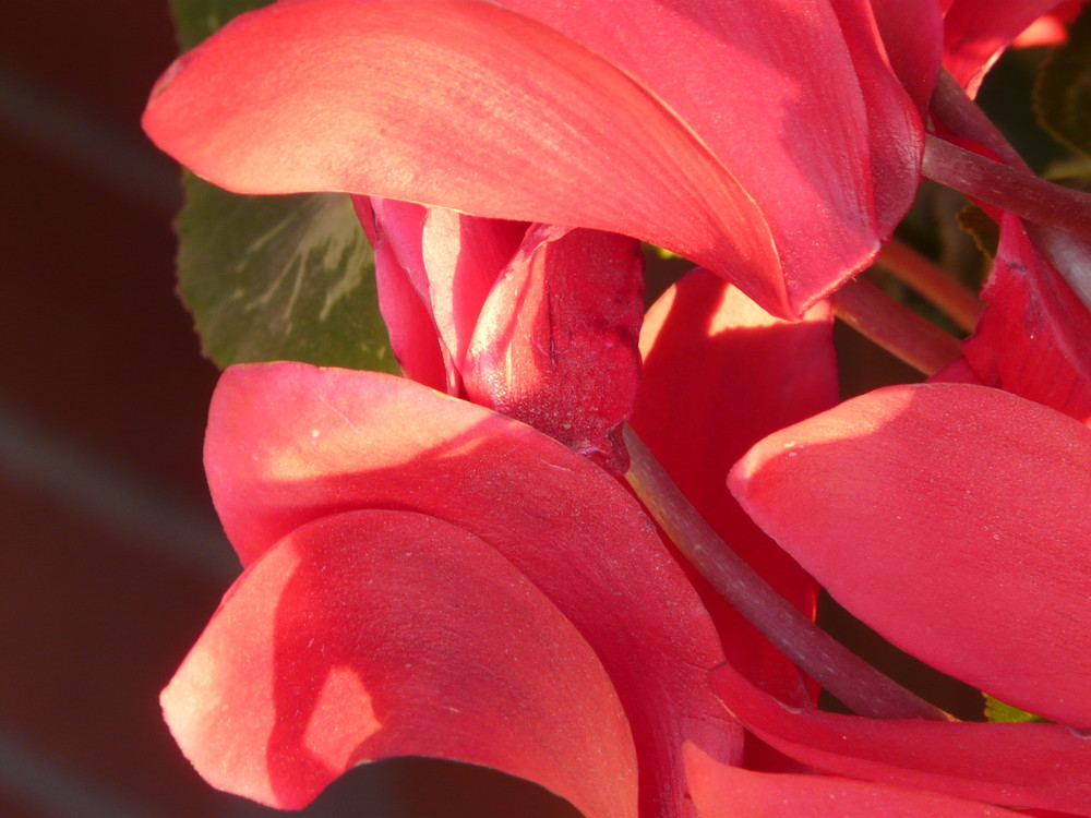 rosso fragola