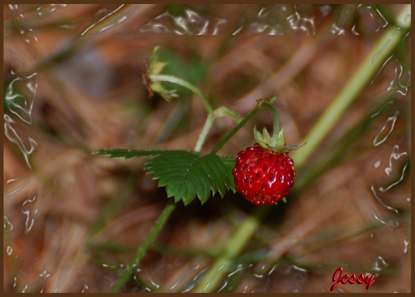 Rosso Fragola