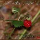 Rosso Fragola