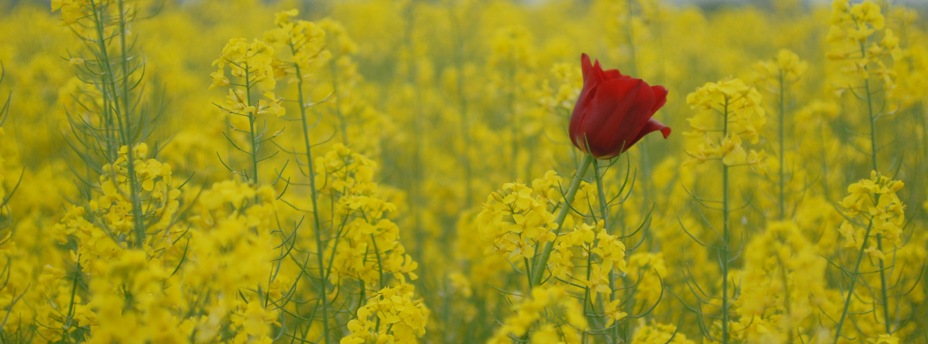 Rosso & Giallo