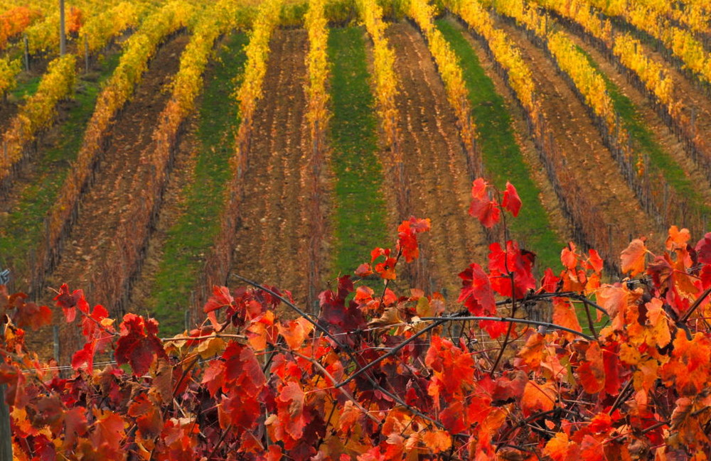 rosso, giallo....e verde