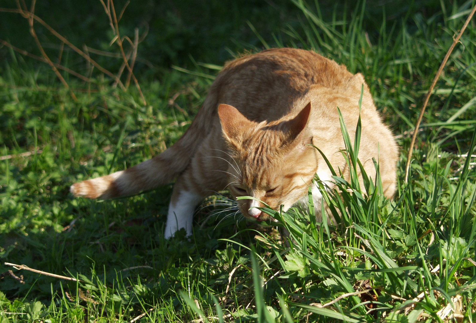 Rosso im Obstgarten