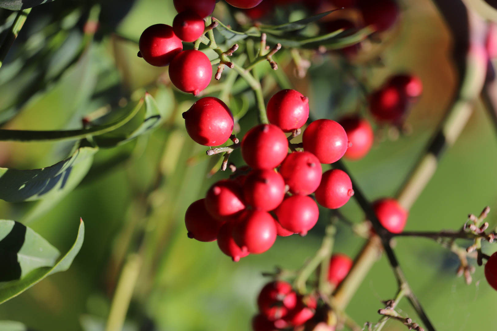 Rosso in natura