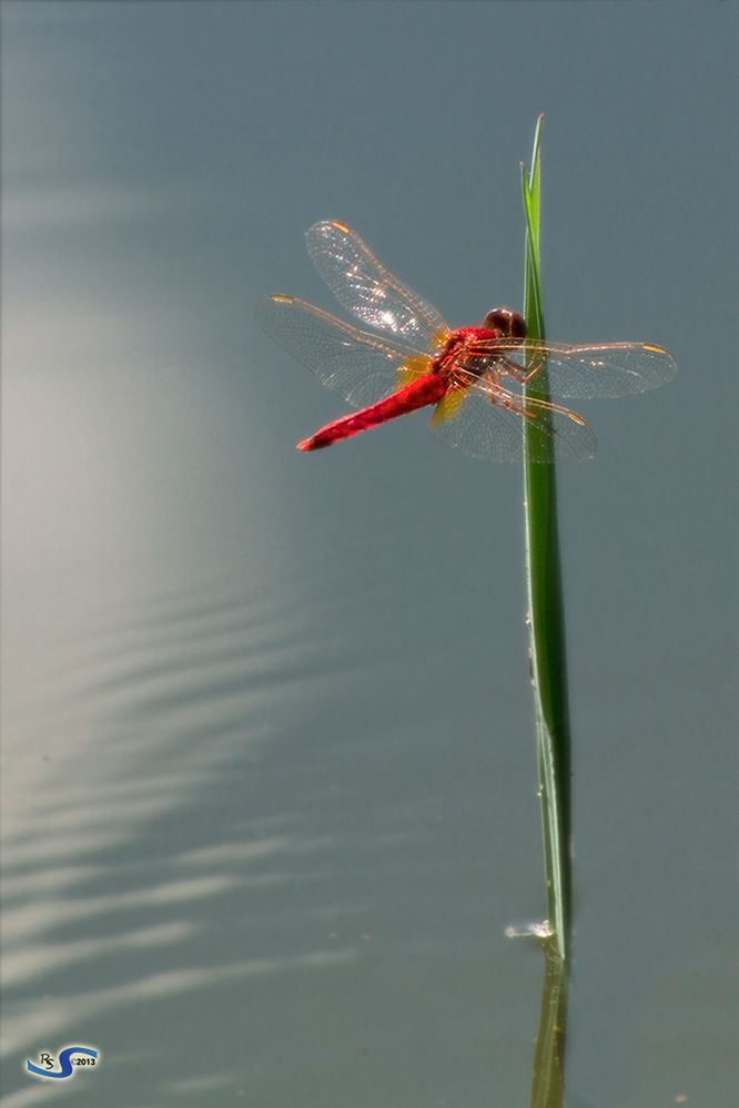 Rosso libellula
