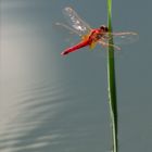 Rosso libellula