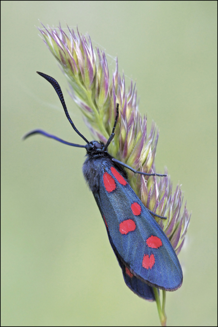 rosso nera