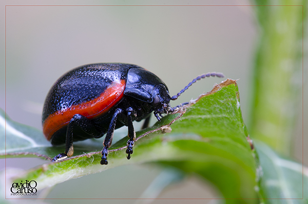 rosso nero