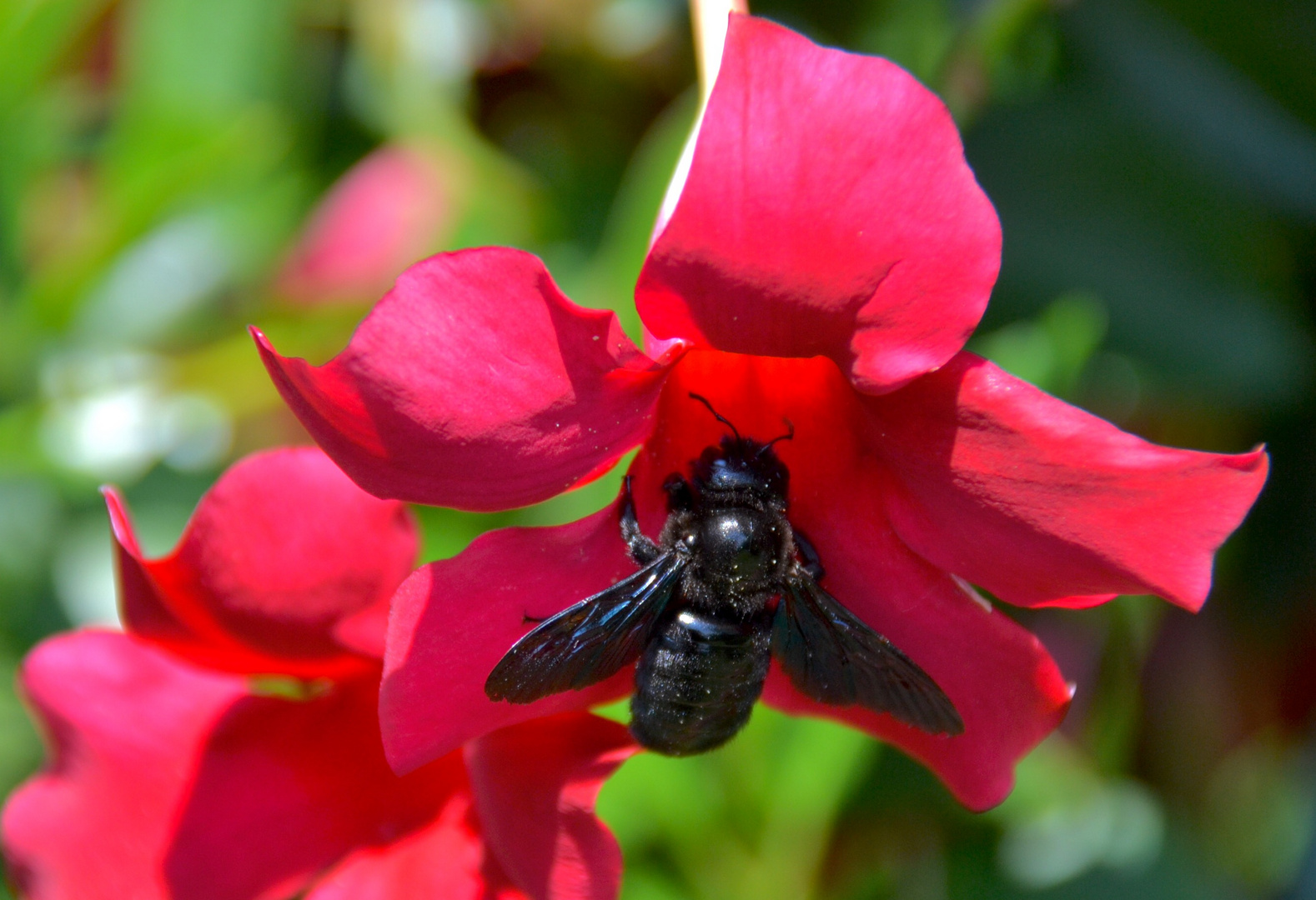 Rosso nero 