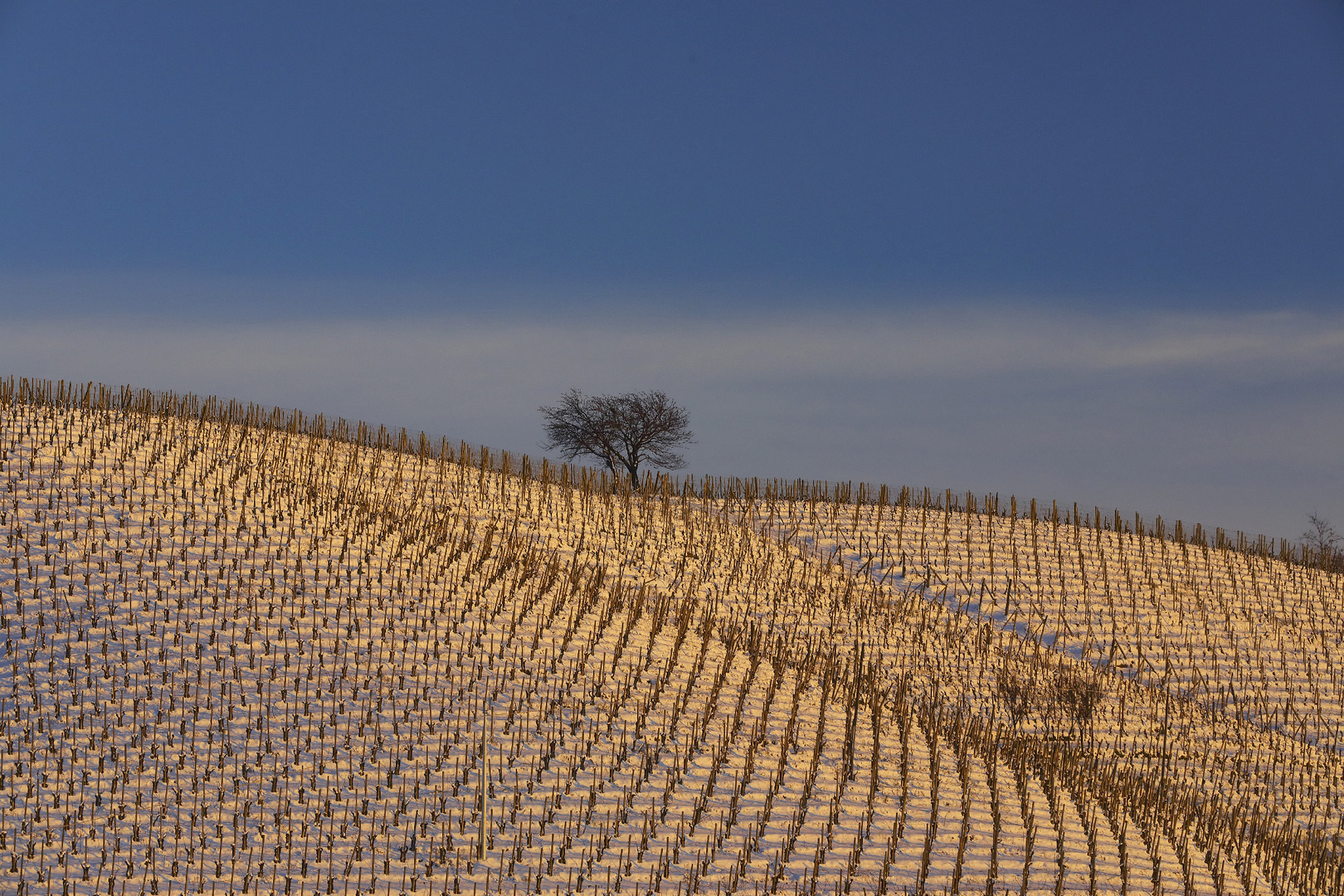 Rosso neve