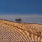 Rosso neve