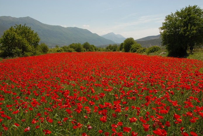 Rosso papavero