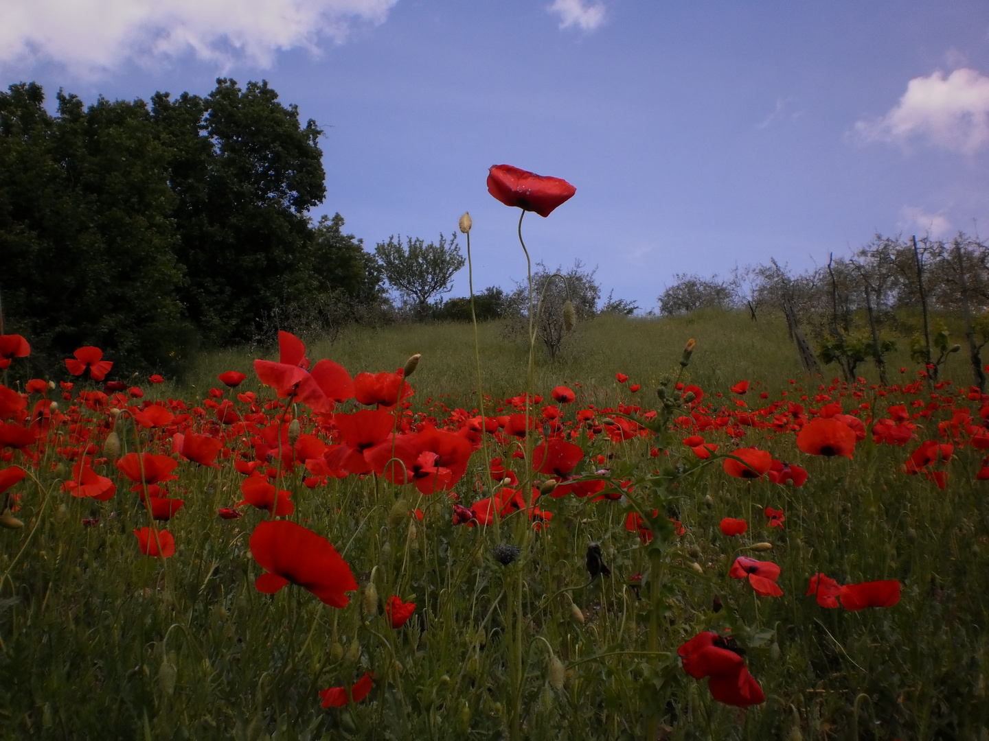 rosso papavero