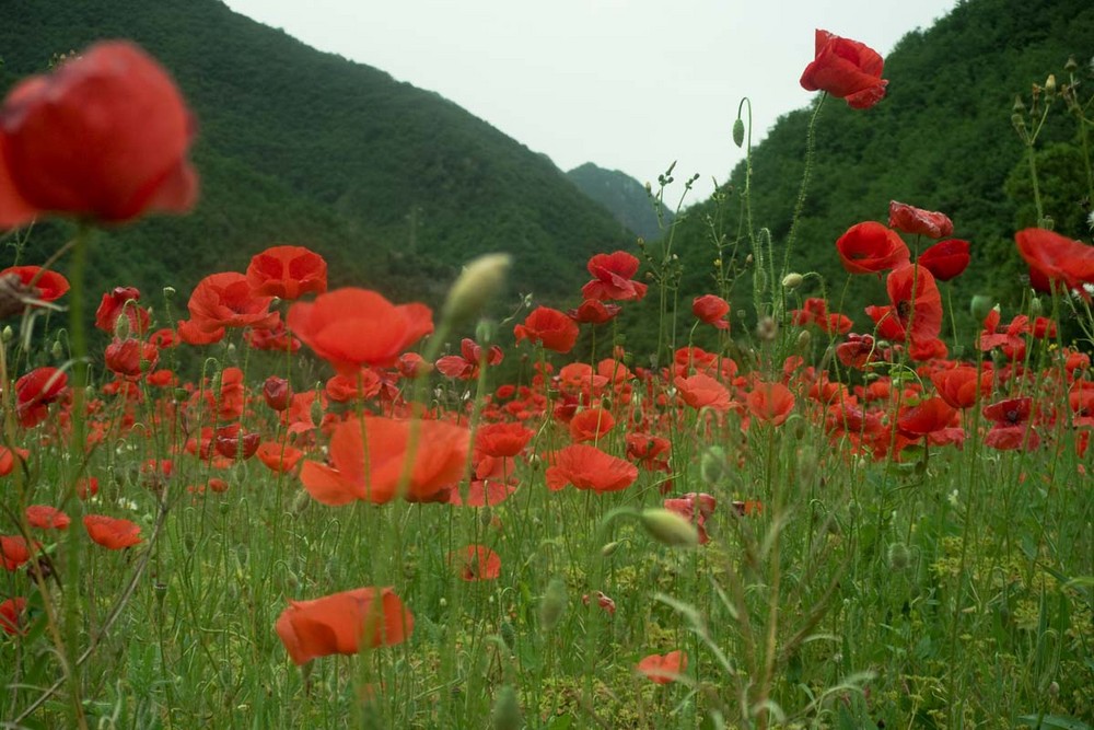 Rosso papavero