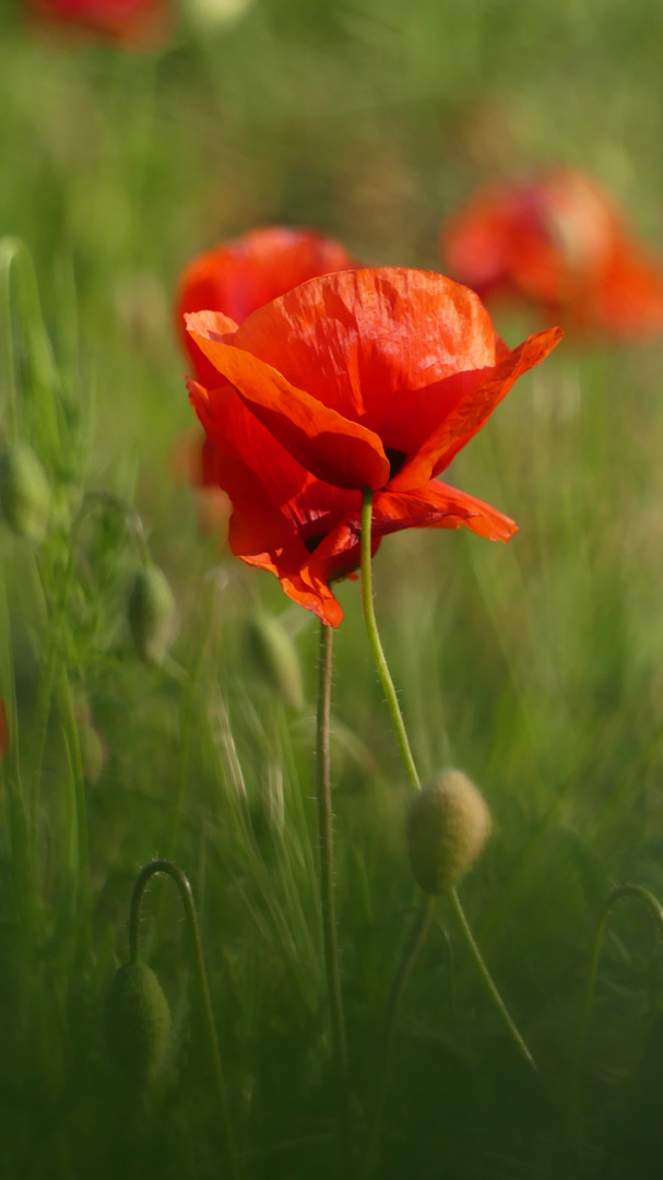 Rosso papavero